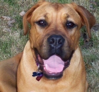 Close up - A red American Bull Dogue de Bordeaux is laying in grass, it is looking forward, its mouth is open and its tongue is out.